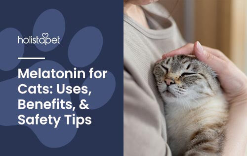 Holistapet "Melatonin for Cats" Blog image. A cat looking super comfy in owners arms 