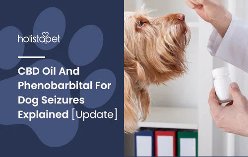 using phenobarbital and CBD oil for dog seizures blog