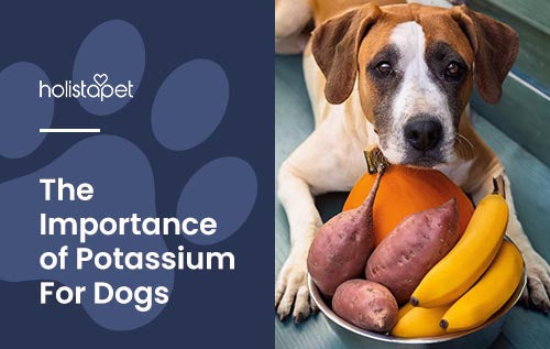 Holistapet featured image for "Potassium for Dogs" blog. Shows a dog posing over a bowl of bananas, sweet potatoes, and a pumpkin.