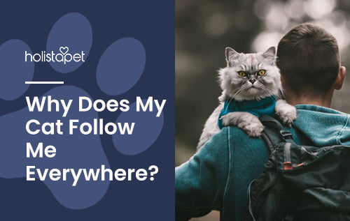 why does your cat follow you? find out now