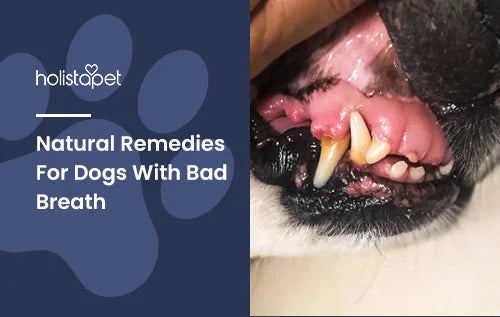 natural remedies for dogs with bad breath