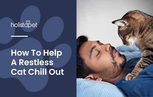 Holistapet blog image for "restless cat" shows a cat on a sleeping mans chest