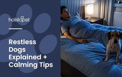 Featured image for "Restless Dog" featured blog by Holistapet. Shows a dog pacing in the bedroom at night with person up in bed.