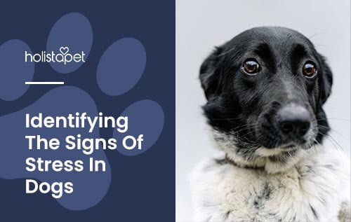 Holistapet blog image for "signs of stress in dogs"