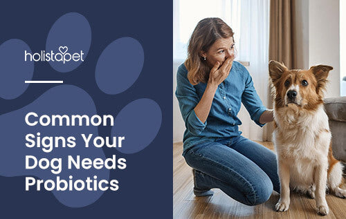 Holistapet featured blog image: Signs Your Dog Needs Probiotics. Shows a woman plugging her nose looking at her dog like the dog farted.