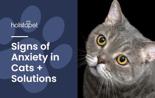 Signs of Anxiety in Cats + Solutions [Decoding Feline Frustration]