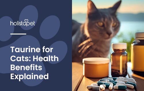 Blog image for Holistapet. Image shows a cat behind taurine supplements. Text reads 'Taurine for cats: health benefits explained