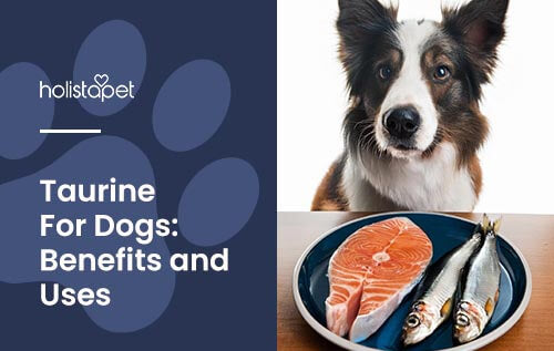 Taurine for Dogs Benefits Sources and Supplements HolistaPet