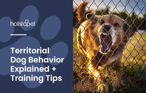 Territorial Dog featured blog image by Holistapet. Shows an aggressive dog barking and showing teeth behind a fence. 