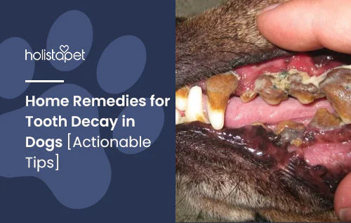 tooth decay home remedies for dogs