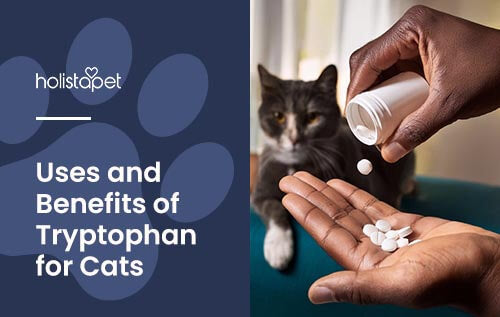 Holistapet blog image: Tryptophan for cats. Image shows a person's hand pouring tryptophan pills from a pill container into the other hand. A cat is watching in the background. Text reads "Uses and Benefits of Tryptophan for Cats."