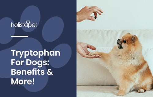 Tryptophan for Dogs (Holistapet blog featured image), Fluffy tan Pomeranian getting tryptophan supplement from owners hands