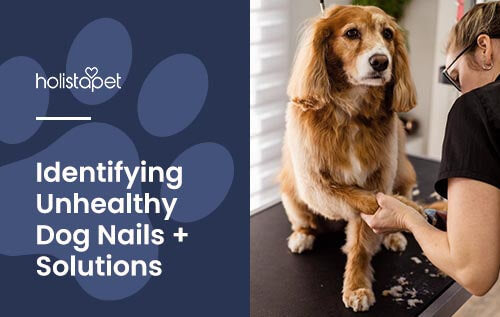 Holistapet blog image: Unhealthy dog nails. Shows a dog getting nails inspected at the vet.