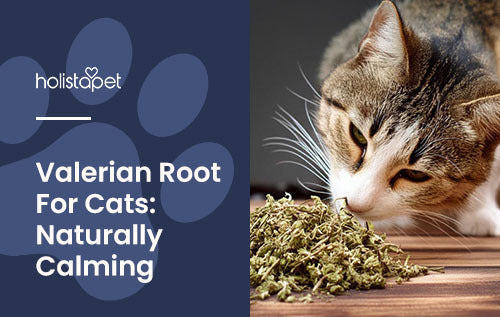 Valerian root for cats full guide