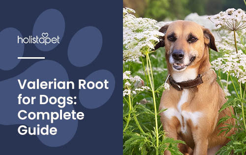 Valerian Root for Dogs, Holistapet blog featured image. Tan and white dog in a field of Valerian plants