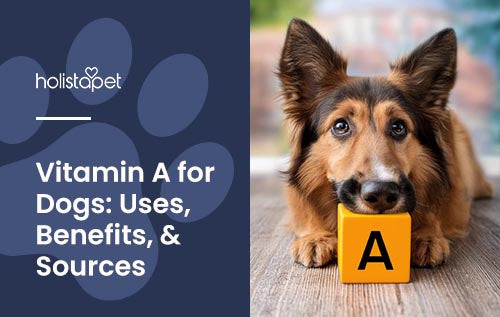 Holistapet featured blog image for "Vitamin A for Dogs." Image shows a dog resting it's head on a square building block with the letter A on it.