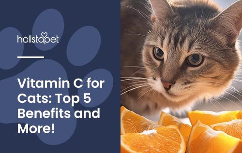 Vitamin C for Cats featured blog image by Holistapet. Shows a cat investigating fresh orange slices