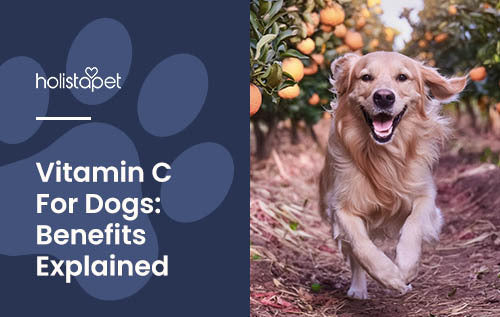Vitamin C for Dogs (Holistapet blog featured image) Benefits Explained. Golden Retriever running through an orange grove