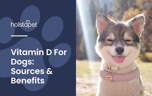 Holistapet vitamin d for dogs featured blog image. Image of a young husky basking under sun rays, squinting its eyes. text reads 'vitamin D for dogs: sources & benefits.'