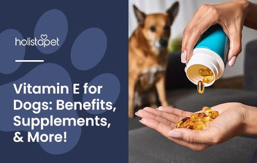 Holistapet featured blog image for "vitamin e for dogs." Image shows hands presenting vitamin E supplement pills. Dog is watching in the background.