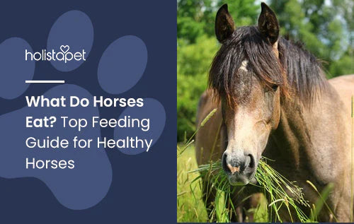 what do horses eat? guide on what to feed your horses