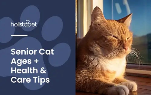 "when is a cat considered a senior" featured blog image for Holistapet. Shows an orange elderly cat basking in the sun cast from a window.