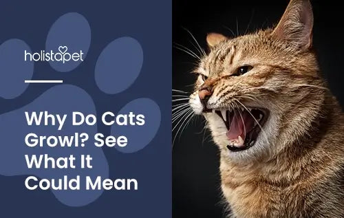 Why Do Cats Growl featured blog image by Holistapet. Show a cat sgowling with its mouth slightly open and teeth showing.