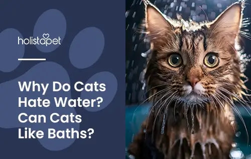 Why Do Cats Hate Water featured blog by Holistapet. shows a cat getting showered by water, cat looks surprised.