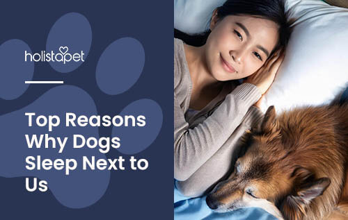 Holistapet featured blog image: Why Does My Dog Sleep Against Me? Shows a woman smiling and looking into the camera with her dog snuggled up and sleeping next to her