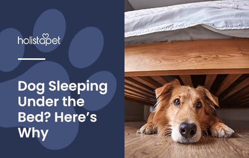 Holistapet featured image for "why does my dog sleep under the bed" blog. Image of a golden retriever dog laying under a bed.