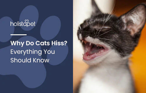 Facts about why cats hiss