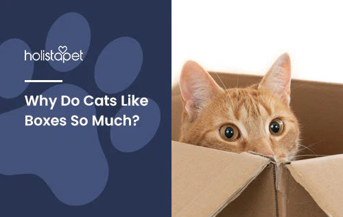 why do cats love boxes? find out now