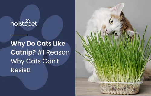 reasons why cats love catnip