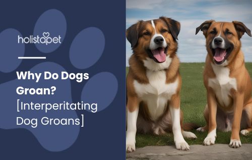 Why Do Dogs Groan' featured blog image by Holistapet, showing two dogs groaning, possibly expressing relaxation or discomfort.