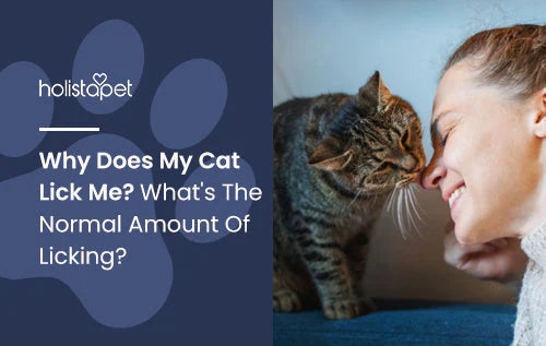 information about why does your cat lick you