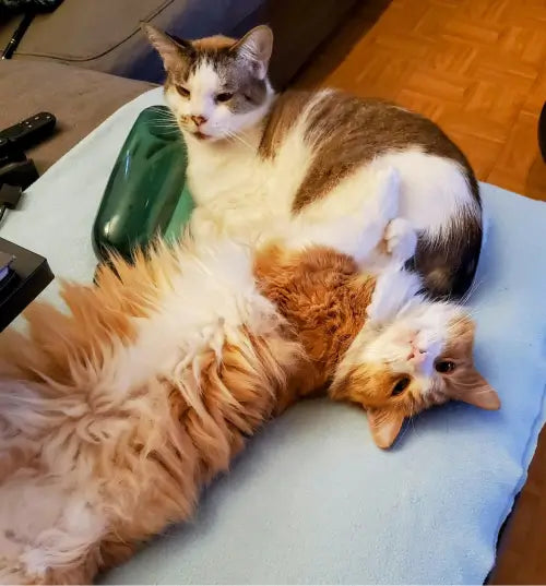 relaxing cats