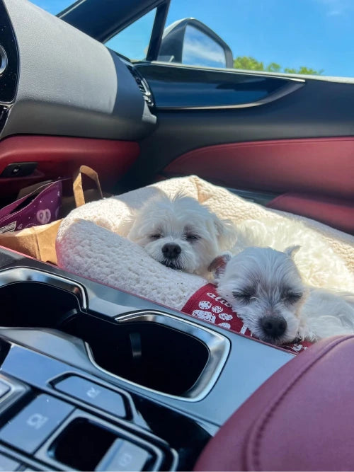 calm dogs in car