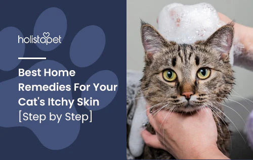 best home remedies for cats itchy skin