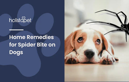 home remedies for spider bite on dogs