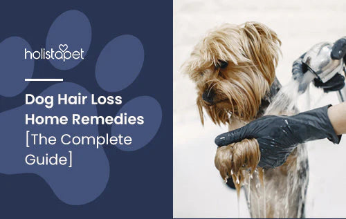 dog hair loss home remedies