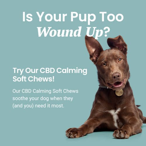 Calming chews for clearance dogs