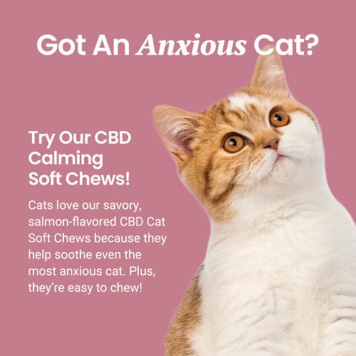 Well and good calming aid cheap for cats review