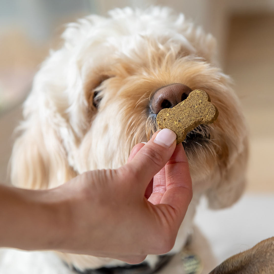 CBD Dog Treats for Anxiety