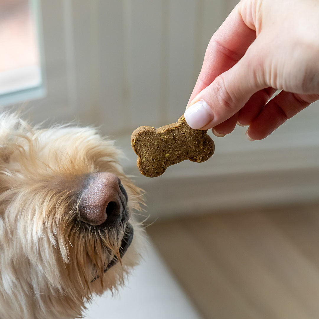 Cbd chews for dogs arthritis best sale