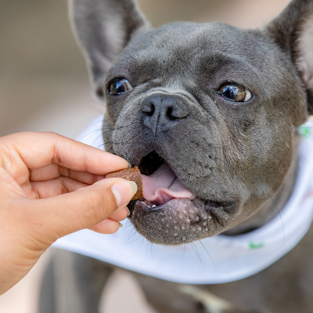 CBD Mobility Chews for Dogs