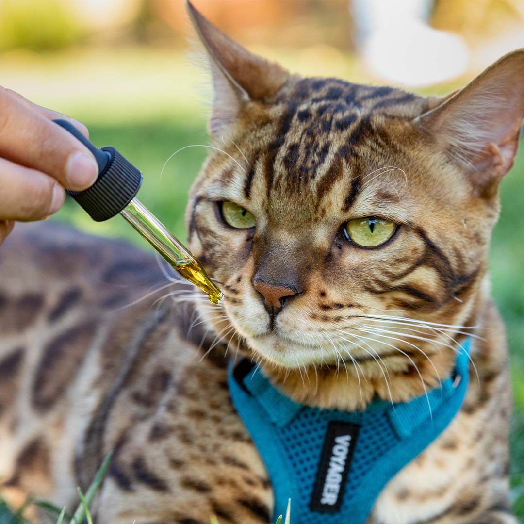 CBD Oil for Cats - HolistaPet