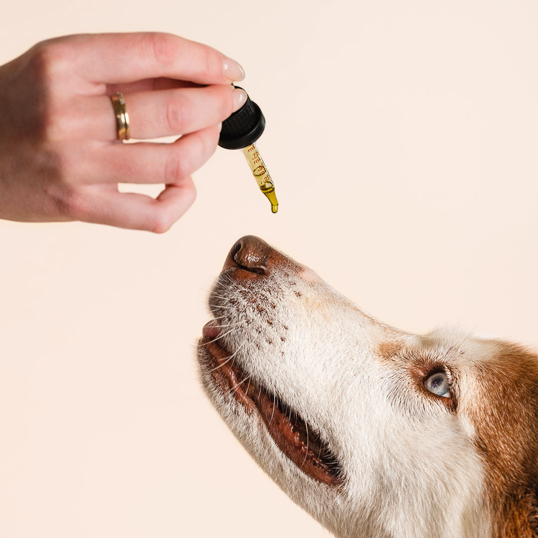 CBD Oil for Dogs