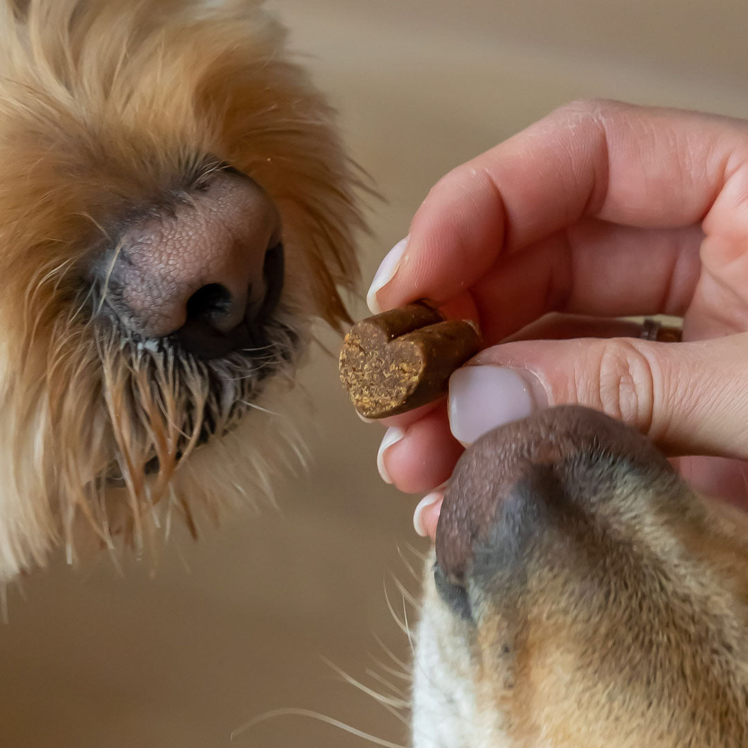 Person offering a heart-shaped treat to two dogs.