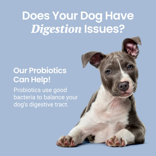 Probiotic digestive 2024 balance for dogs