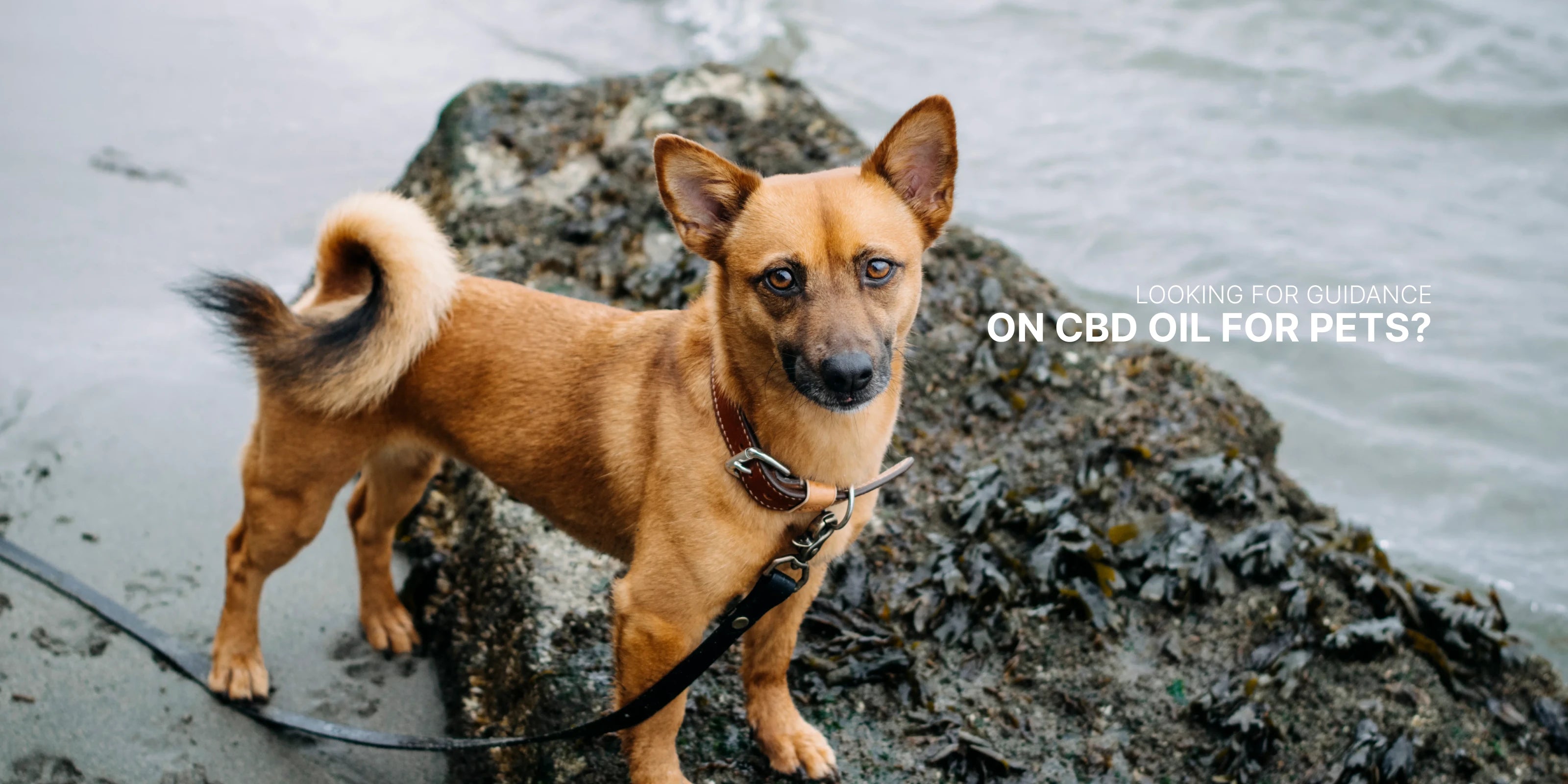 CBD Oil & Treats for Dogs (+Reviews) √ DOG CBD Dozing Calculator